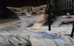 Mixed Breed cats for sale: Two girls left  - Image 13