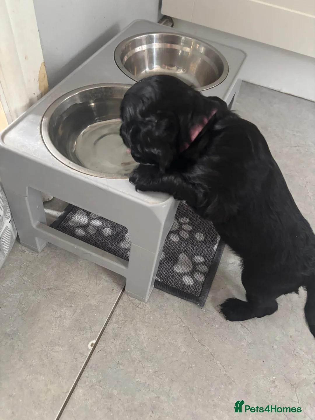 Cocker Spaniel dogs for sale: 1 Lovely Black Cocker Spaniel Girl Ready to Leave - Advert 11