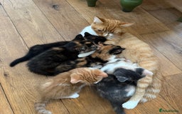 Mixed Breed cats for sale: Gorgeous kittens for sale  - Image 3
