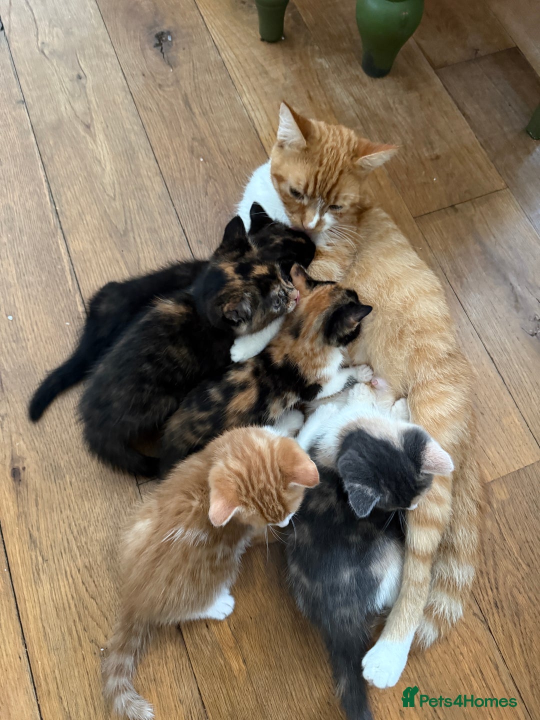 Mixed Breed cats for sale: Gorgeous kittens for sale  - Image 3