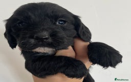 Cocker Spaniel dogs for sale: 8 cocker spaniels for reserve - Image 3