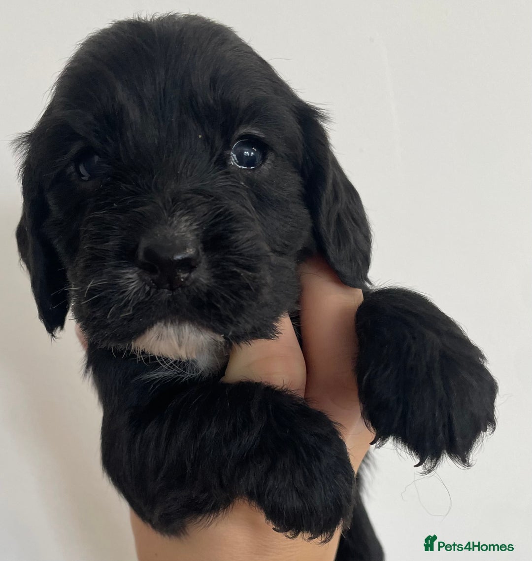 Cocker Spaniel dogs for sale: 8 cocker spaniels for reserve - Image 3