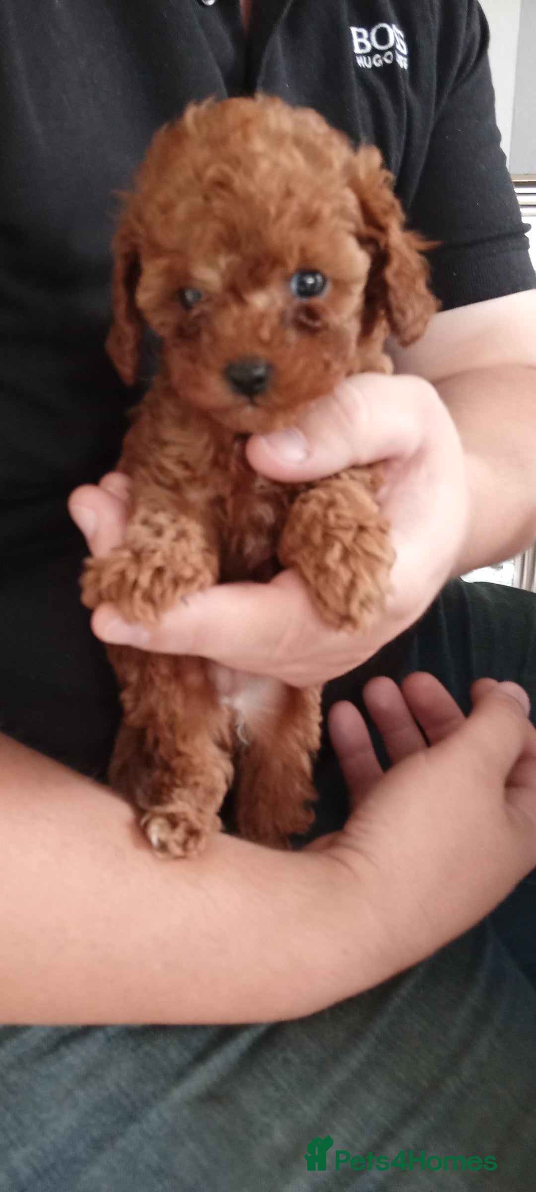 Cavapoo dogs for sale: Cavapoo puppies ❤️ !!!  Last boy !!!!!  - Image 5