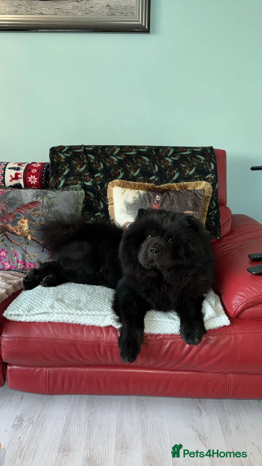 Chow Chow dogs for sale: Lovely Black 2year old Chow Chow boy KC registered in Bristol - Advert 1