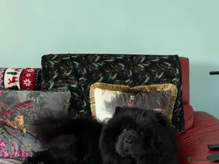 Chow Chow dogs Lovely Black 2year old Chow Chow boy KC registered - Advert 10