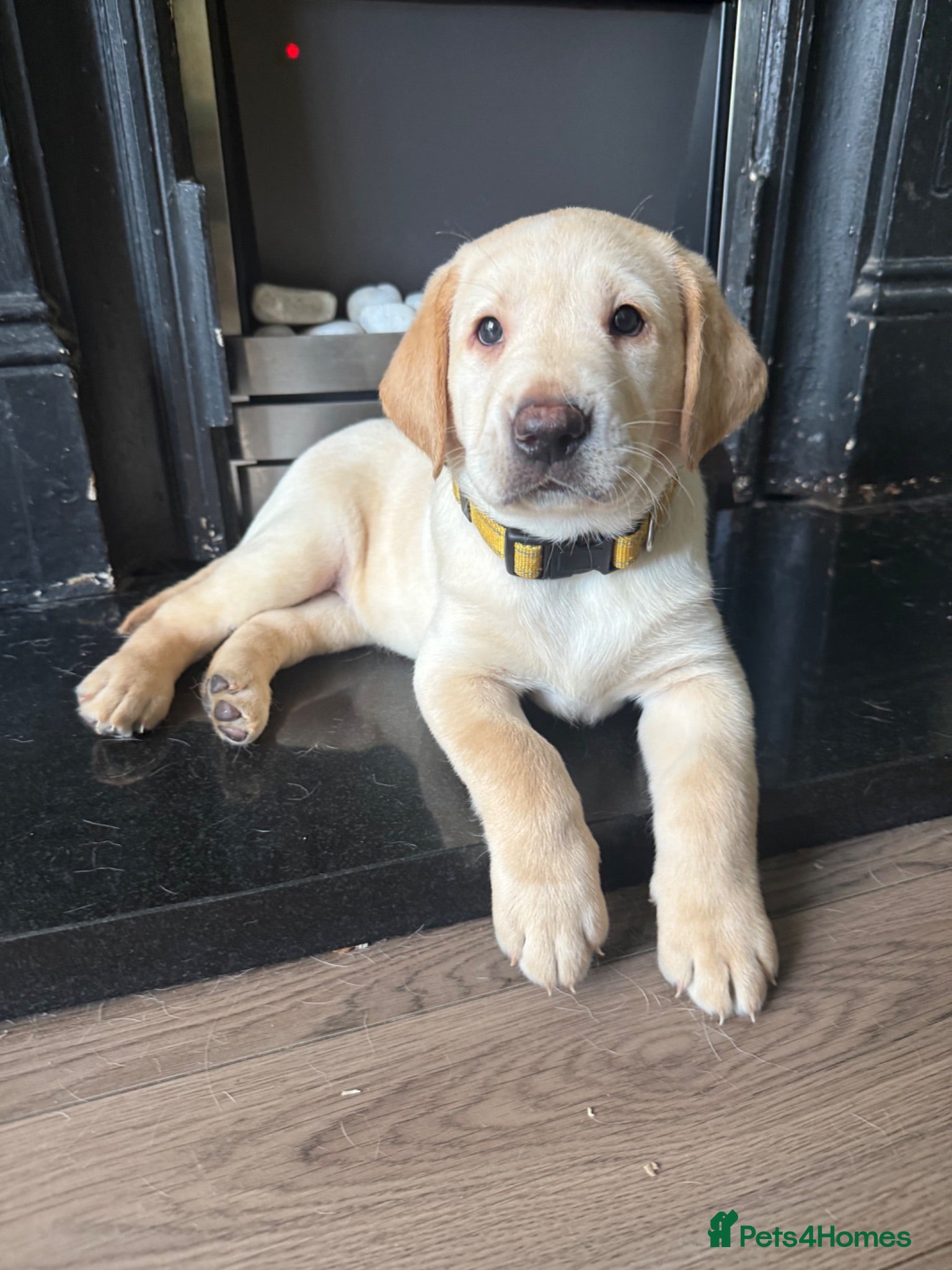 Labrador Retriever dogs KC Registered litter 1 chunky boy left - Advert 2