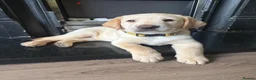 Labrador Retriever dogs for sale: KC Registered litter 1 chunky boy left - Advert 3