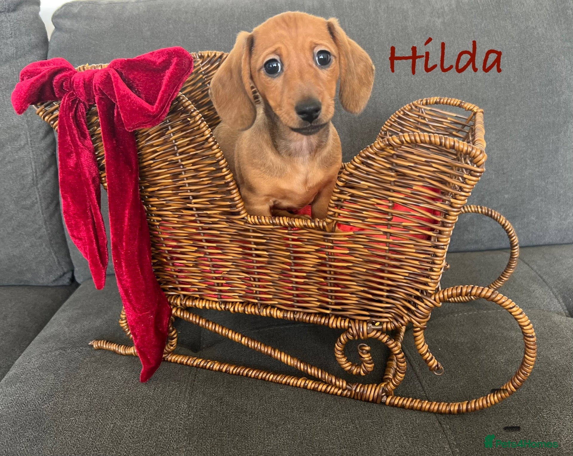 Miniature Dachshund dogs for sale: 4 kc reg & PRA clear girls 9 weeks, ready now  - Advert 16