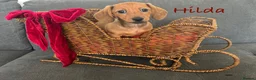 Miniature Dachshund dogs for sale: 4 kc reg & PRA clear girls 9 weeks, ready now  - Advert 1
