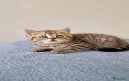 British Shorthair cats for sale: 3 beautiful british shorthair kittens 🥰 - Image 24