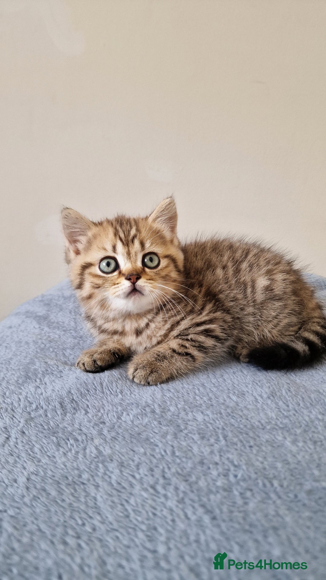 British Shorthair cats for sale: 3 beautiful british shorthair kittens 🥰 - Image 24