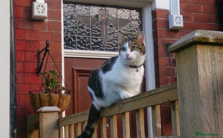 Mixed Breed cats - Advert 3