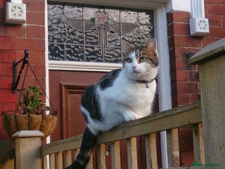 Mixed Breed cats - Advert 23