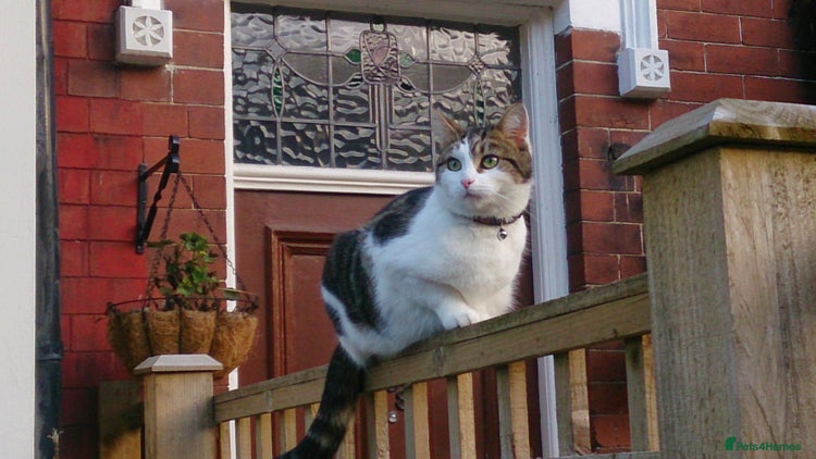 Mixed Breed cats - Advert 10