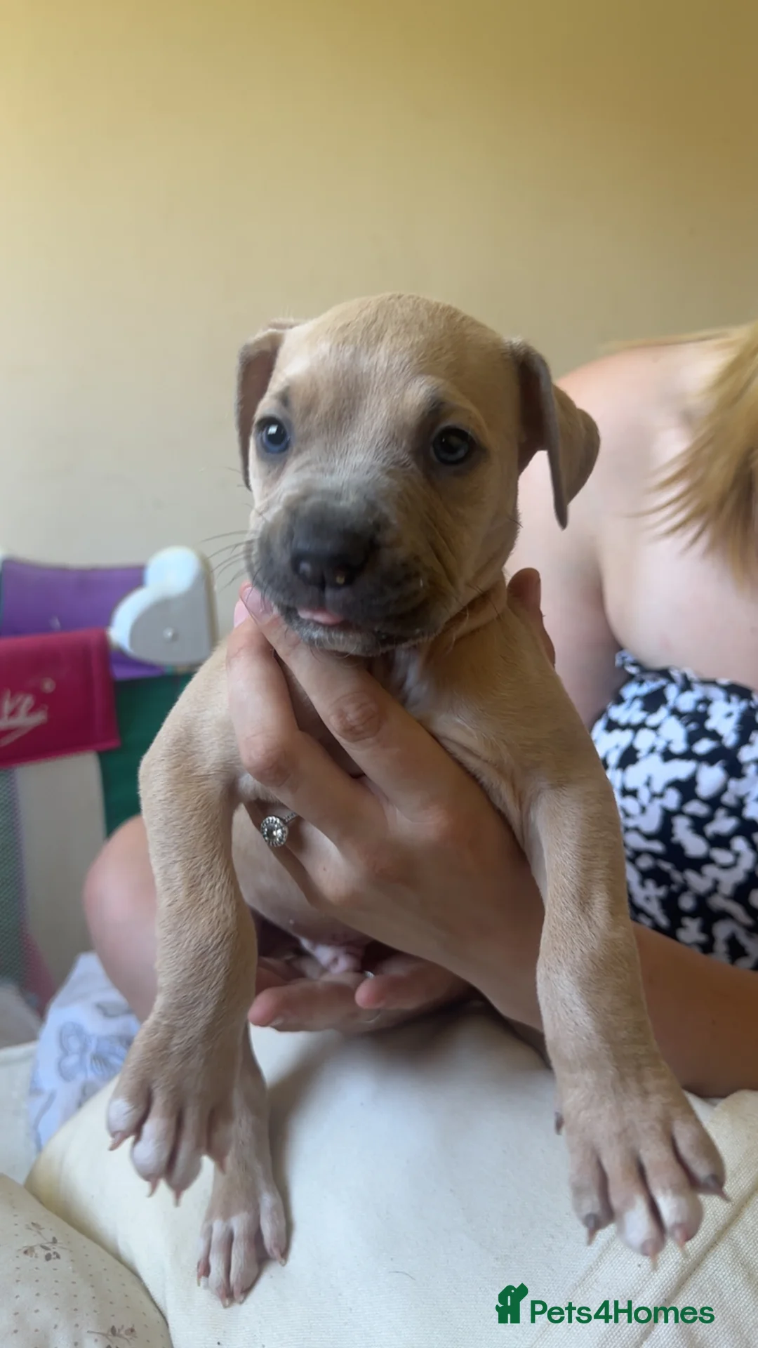 Mixed Breed dogs for sale: Cane corso cross staffy  - Advert 2