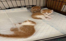 Mixed Breed cats for sale: Gorgeous ginger n mixed colour kittens - Image 25