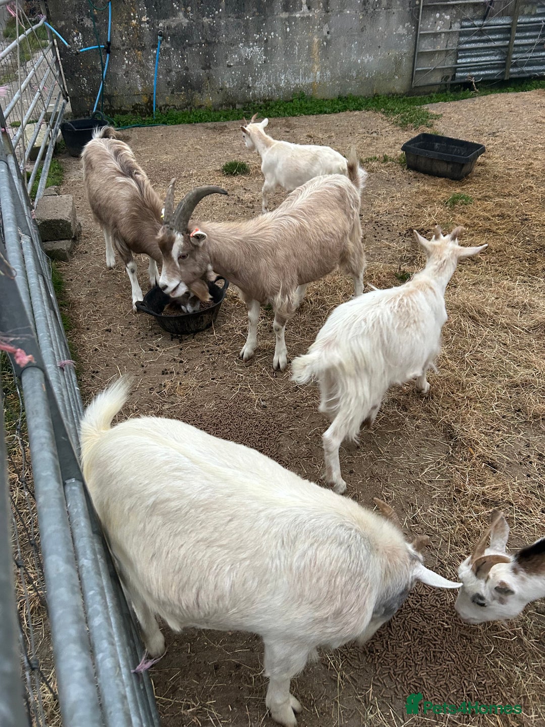 Goats livestock for sale: Mixed goats - Advert 2