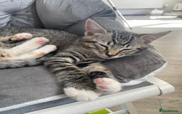 RagaMuffin cats for sale: 🐾 **Adopt Ragdoll-Shorthair Kitten!** 🐾 - Image 19