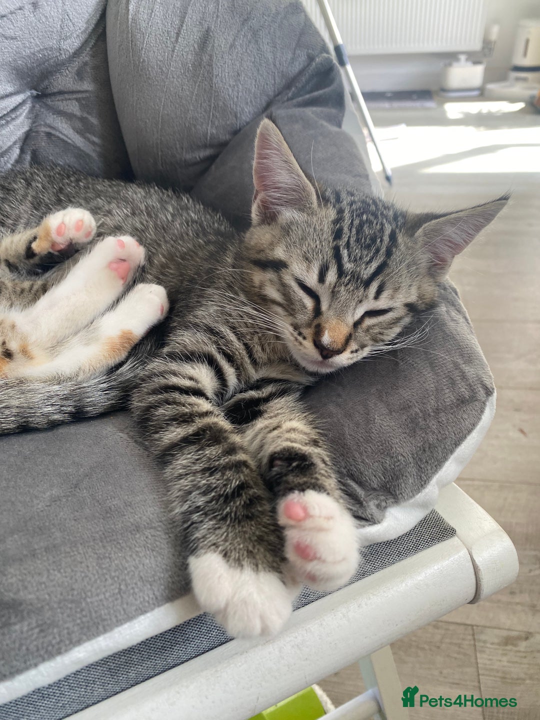 RagaMuffin cats for sale: 🐾 **Adopt Ragdoll-Shorthair Kitten!** 🐾 - Image 19