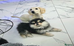 Pomsky dogs for sale: Pomsky puppies very small toy size F3  - Image 19