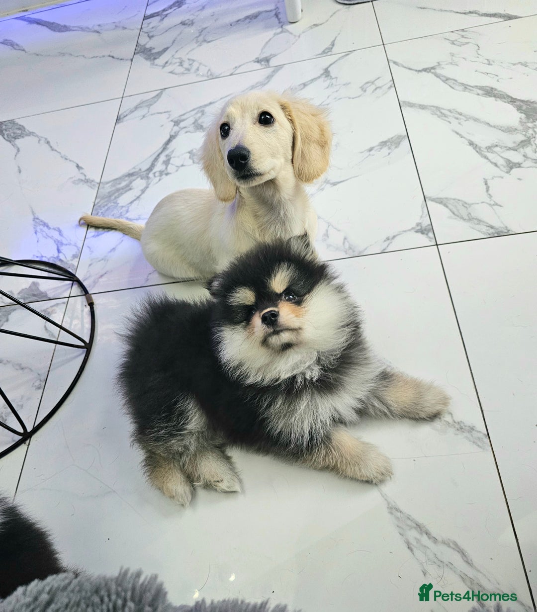 Pomsky dogs for sale: Pomsky puppies very small toy size F3  - Image 19