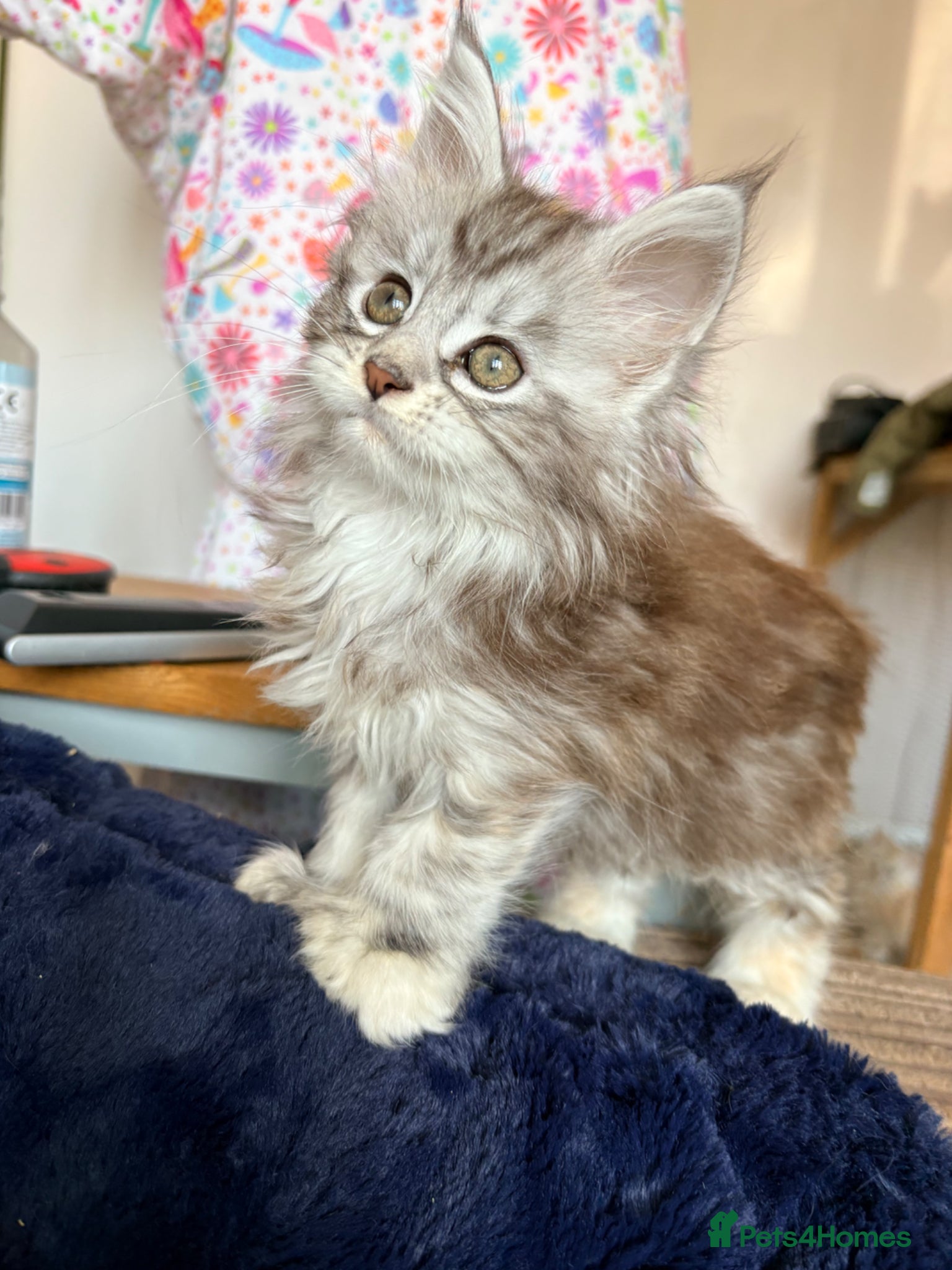 Maine Coon cats Two registered mainecoon kittens (1 poly)  - Advert 1