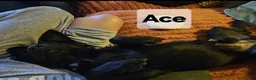 Mixed Breed dogs for sale: ACE, OLLIE & CHESTERLOOKING FOR THEIR HOMES - Advert 2