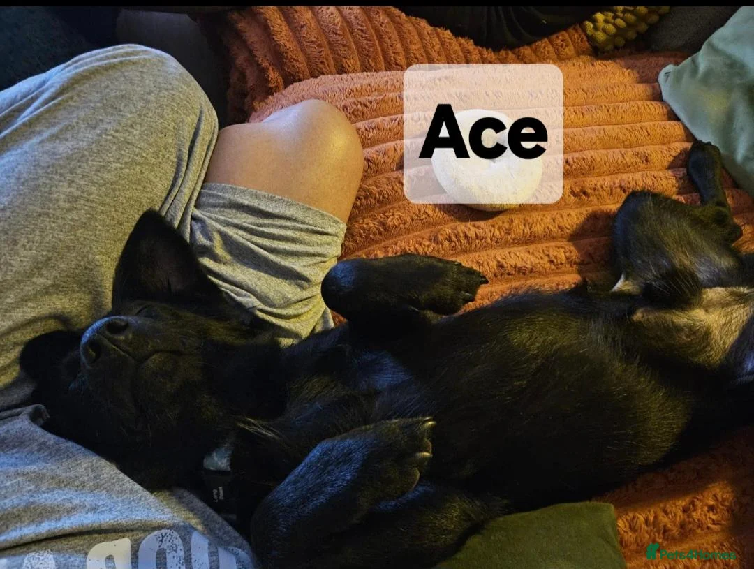 Mixed Breed dogs for sale: ACE, OLLIE & CHESTERLOOKING FOR THEIR HOMES - Advert 2