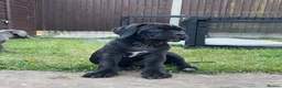 Cane Corso dogs for sale: Grand Champion Cane corso puppies - Advert 17