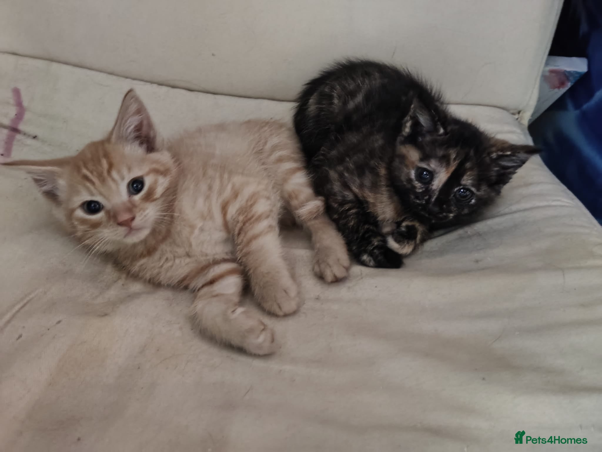 Mixed Breed cats 2 Somali x siberian cross kittens available now - Advert 1