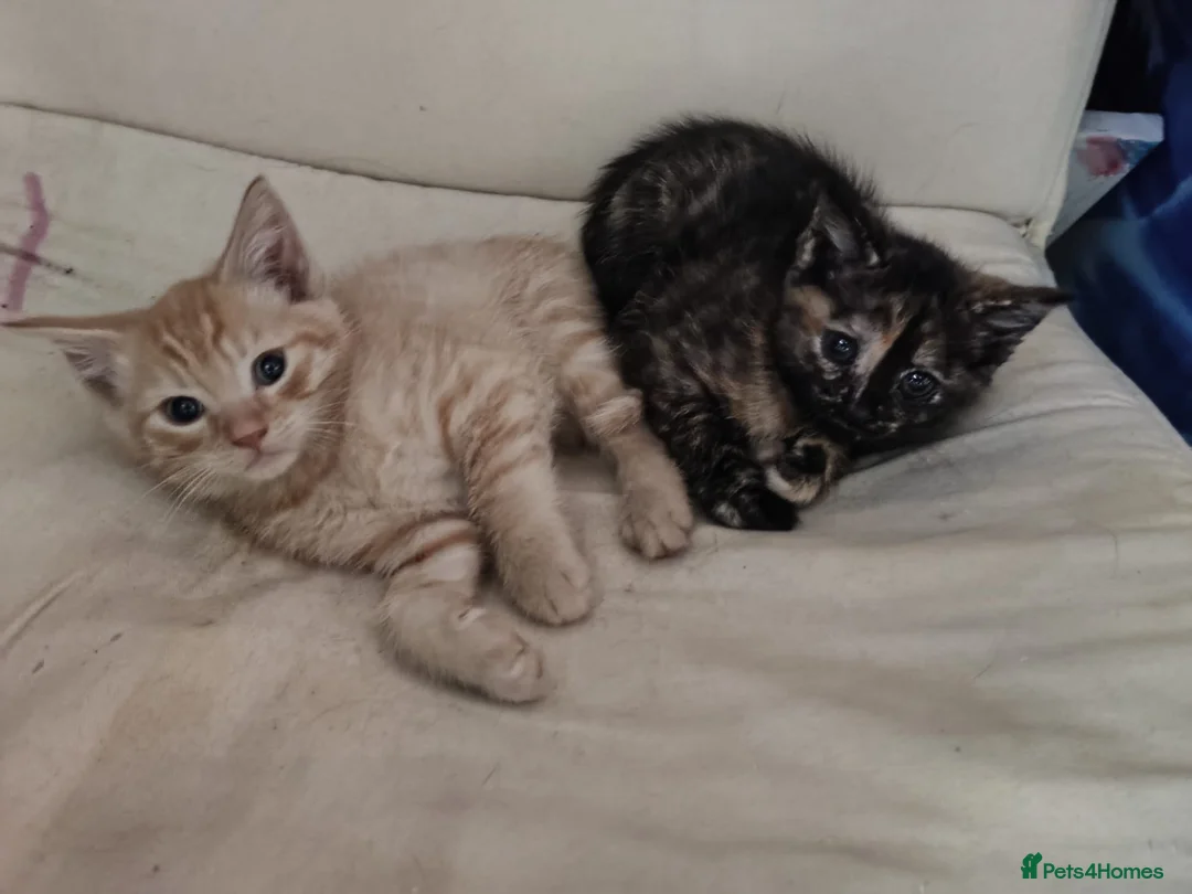 Mixed Breed cats for sale: 2 Somali x siberian cross kittens available now - Advert 1