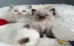 Ragdoll cats for sale: 💙🩷GCCF RAGDOLL KITTENS 3, 5 & 20WKS  AWARD WIN🥇 - Image 16