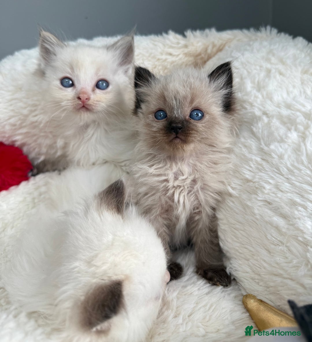 Ragdoll cats for sale: 💙🩷GCCF RAGDOLL KITTENS 3, 5 & 20WKS  AWARD WIN🥇 - Image 16