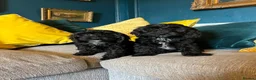 Cockapoo dogs for sale: REDUCED Cockapoo puppies health tested parents   - Advert 4