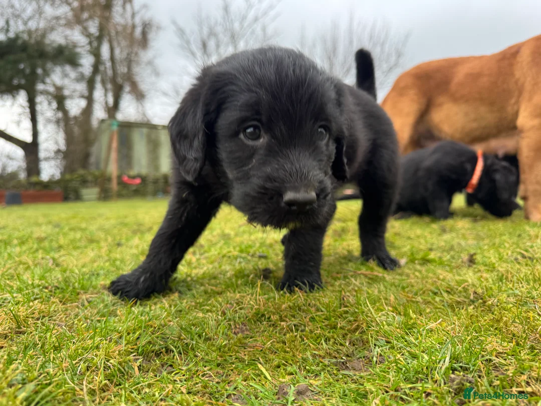 Labradoodle dogs for sale: Labradoodle F1 Puppies Health Tested Parents   - Advert 21