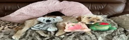 Cockapoo dogs for sale: Beautiful & fun 3 year old Cockapoo ‘Teddy’ - Advert 37