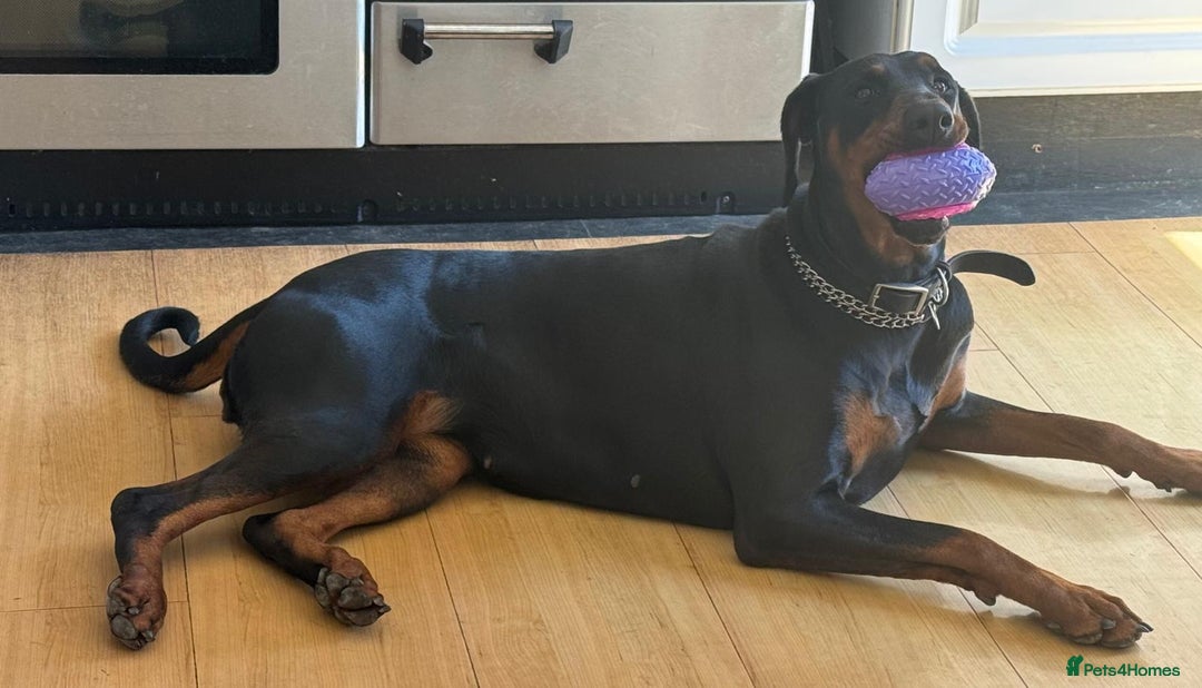 Dobermann dogs for sale: Dobermann Bitch 3 1/2 years old - Advert 4