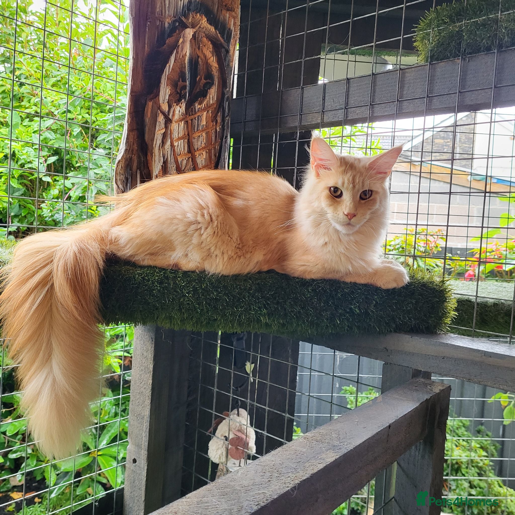 Maine Coon cats Maine Coon kittens for sale CF81  - Advert 1