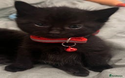 Mixed Breed cats for sale: Mixed breed adorable kittens in Waltham Cross - Image 32