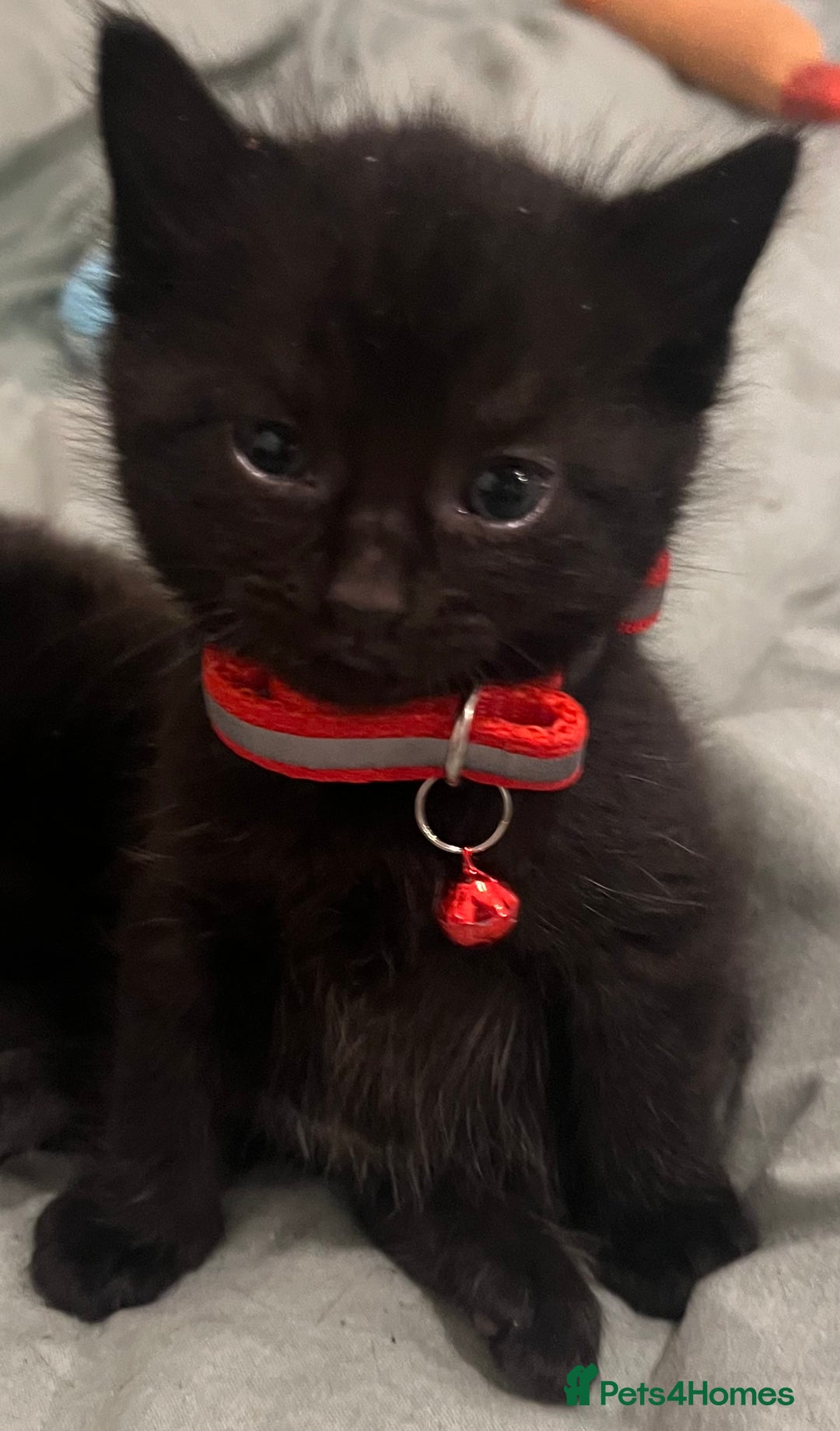 Mixed Breed cats for sale: Mixed breed adorable kittens in Waltham Cross - Image 32