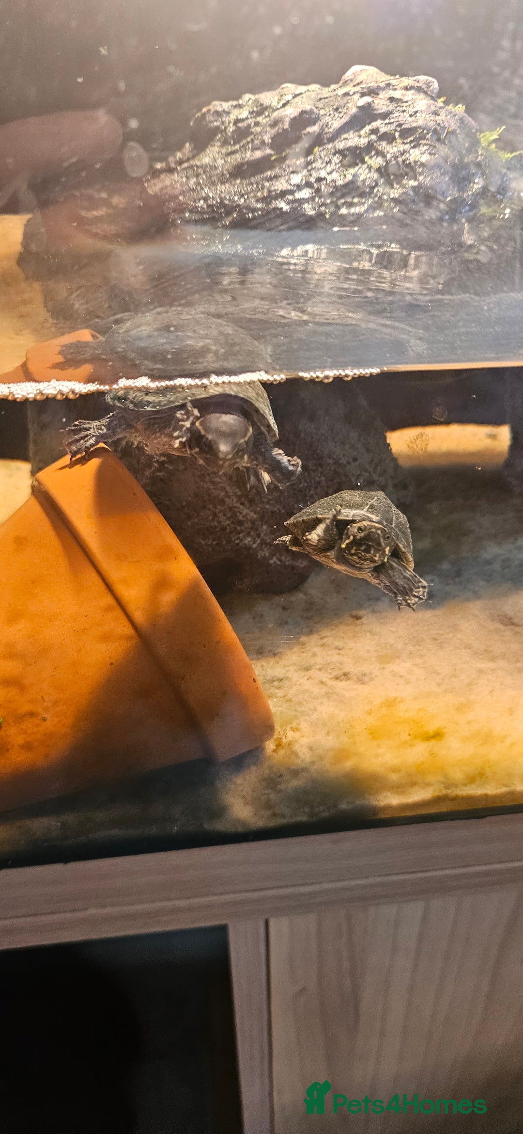 Turtle reptiles for sale: 2 musk turtles  - Image 3