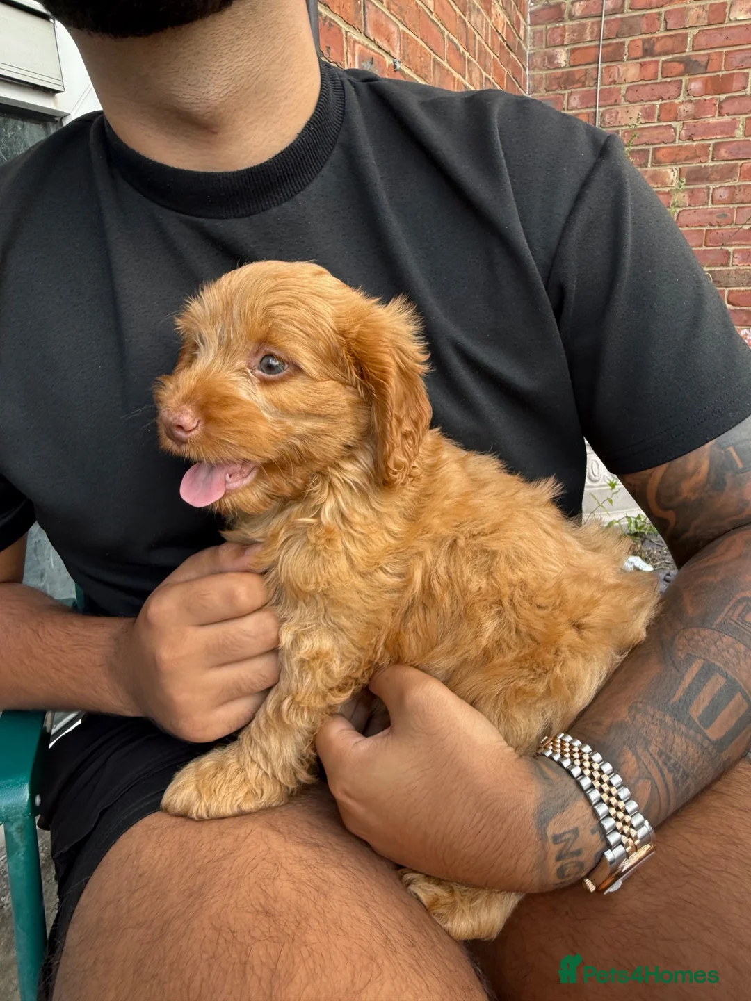 Mixed Breed dogs for sale: cockapoo in Ferryhill - Advert 1