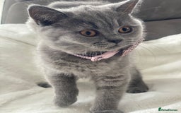 British Shorthair cats for sale: Beautiful  bsh gccf girl (champion breed lines) in Swanley - Image 10