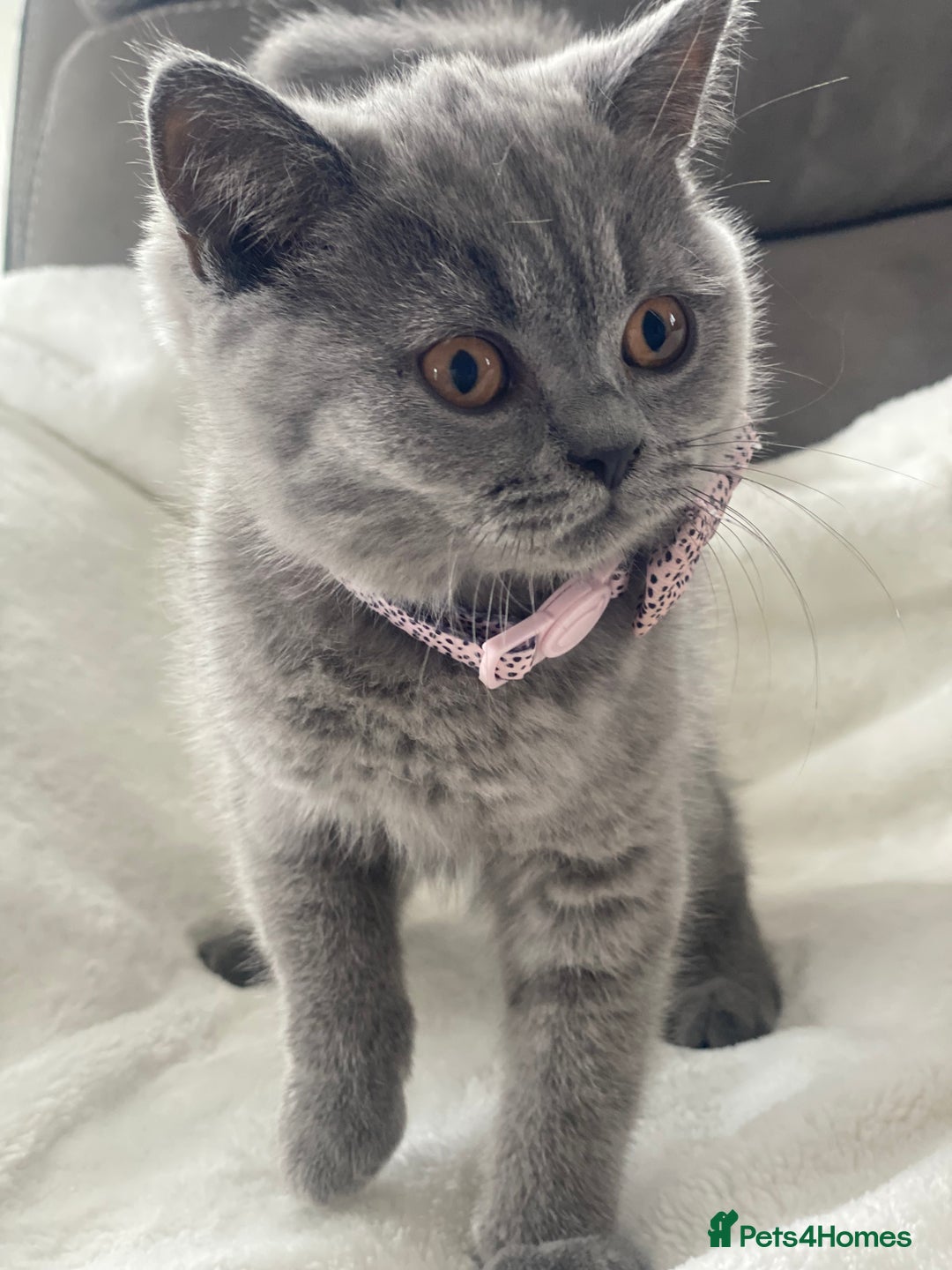 British Shorthair cats for sale: Beautiful  bsh gccf girl (champion breed lines) in Swanley - Image 10