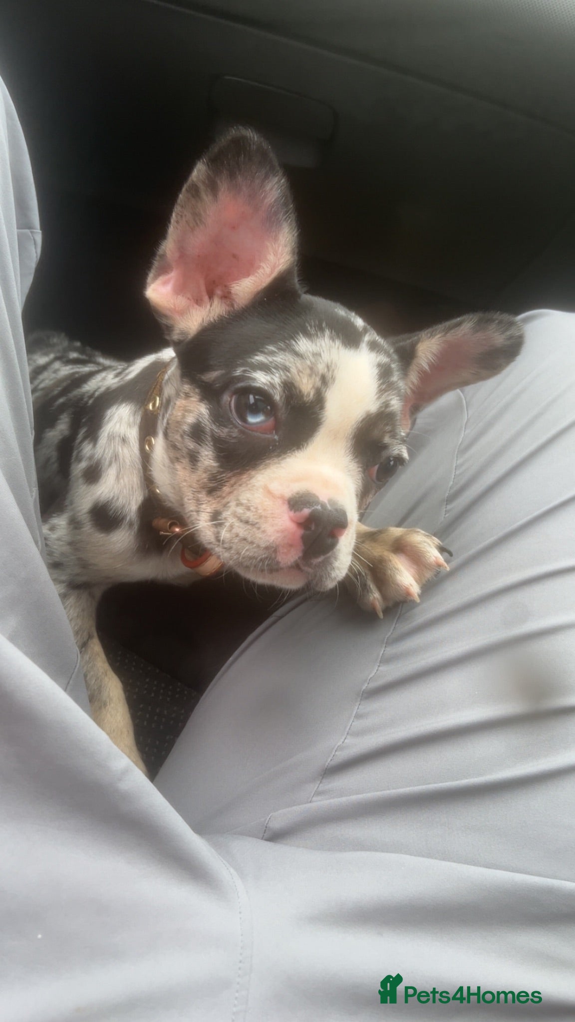 French Bulldog dogs Merle Frenchie Bitch  - Advert 1