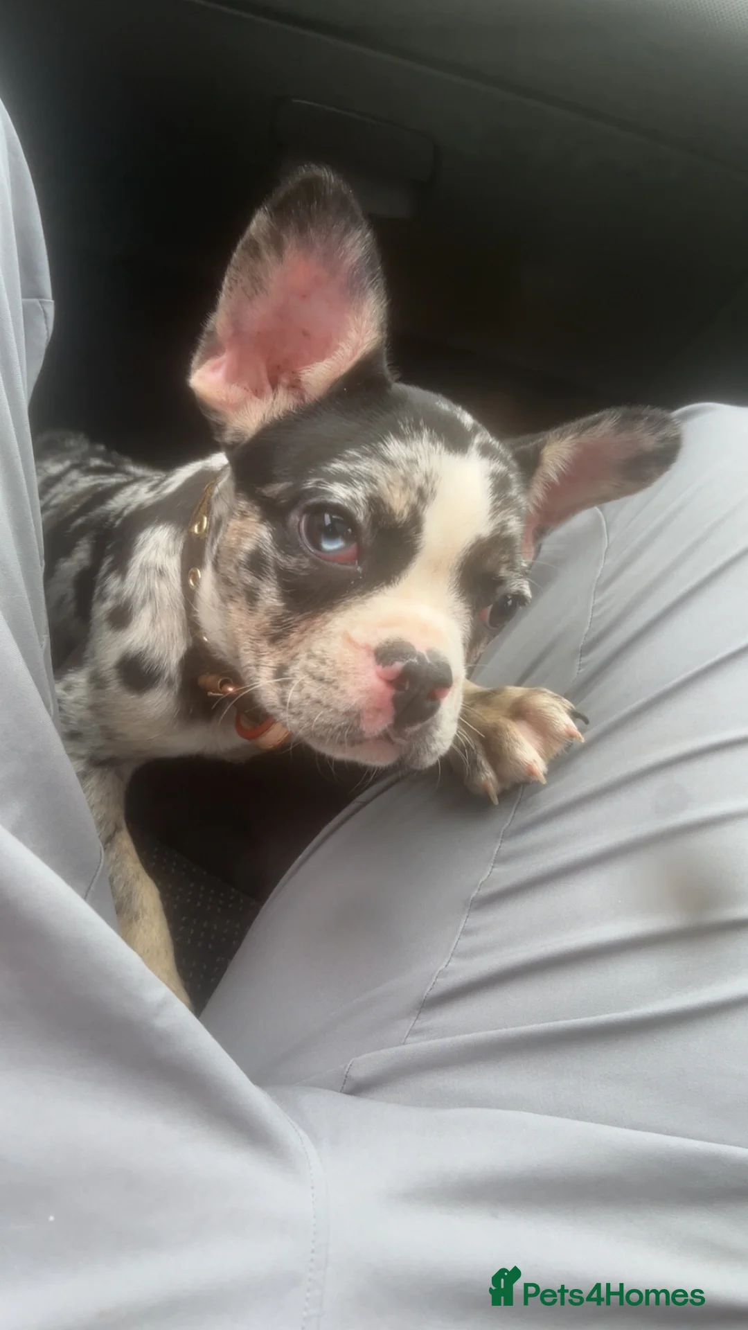 French Bulldog dogs for sale: Merle Frenchie Bitch  - Advert 1