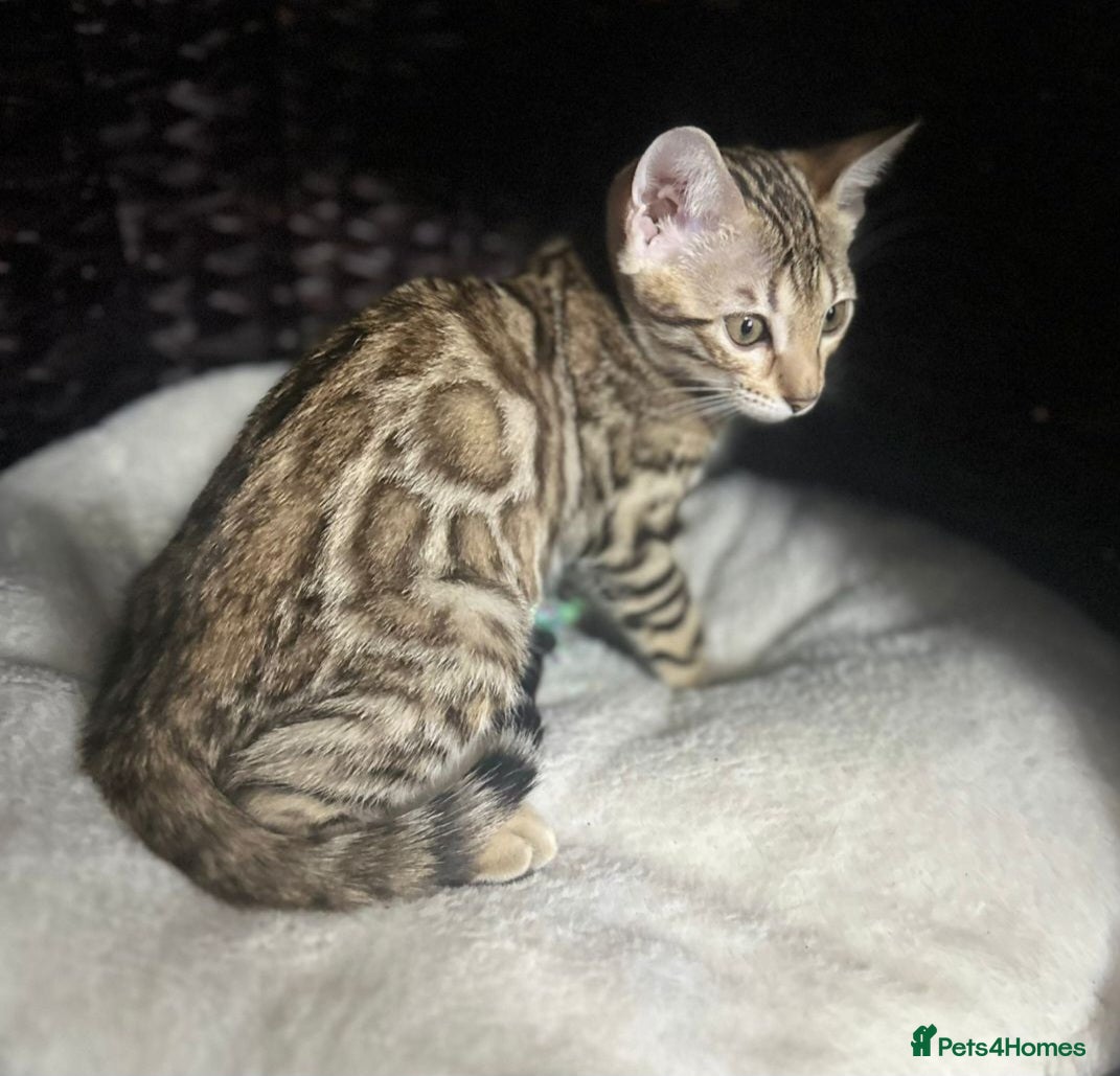 Bengal cats Just 1 girl left... Ready from END of April - Advert 4