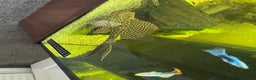 Plecos fish for sale: Sailfin pleco - Advert 7