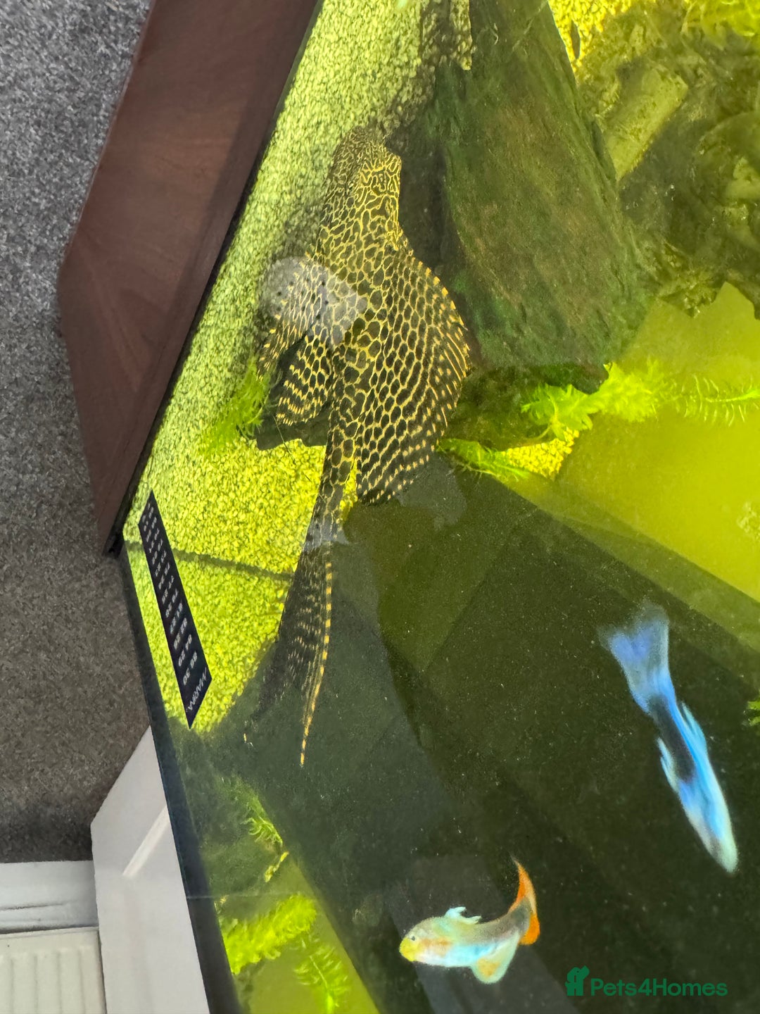 Plecos fish for sale: Sailfin pleco - Advert 7