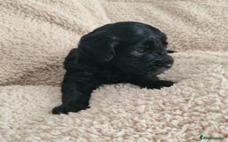 Labradoodle dogs for sale: Rare Roan Ebony Tiny/Mini Labradoodlese Puppies  - Image 21